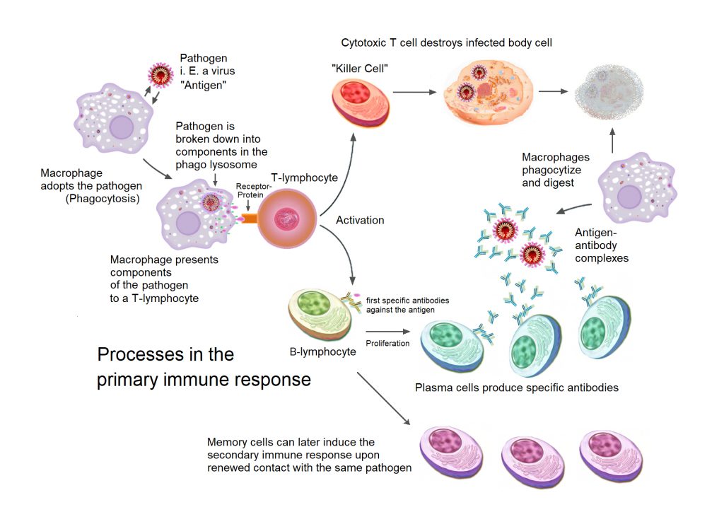 Overview of the processes involved in the primary immune response - macrophages, pathogens, T-cells, B-cells and antibodies. Long Covid may impact the immune response.