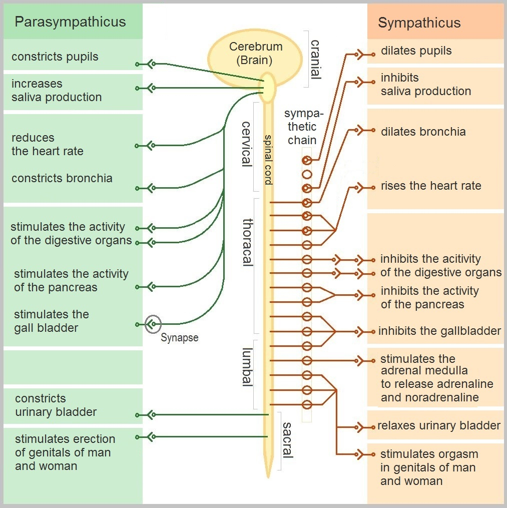 Diagram of the autonomic nervous system showing parasympathetic and sympathetic functions with associated nerves. Long Covid may disrupt these systems.