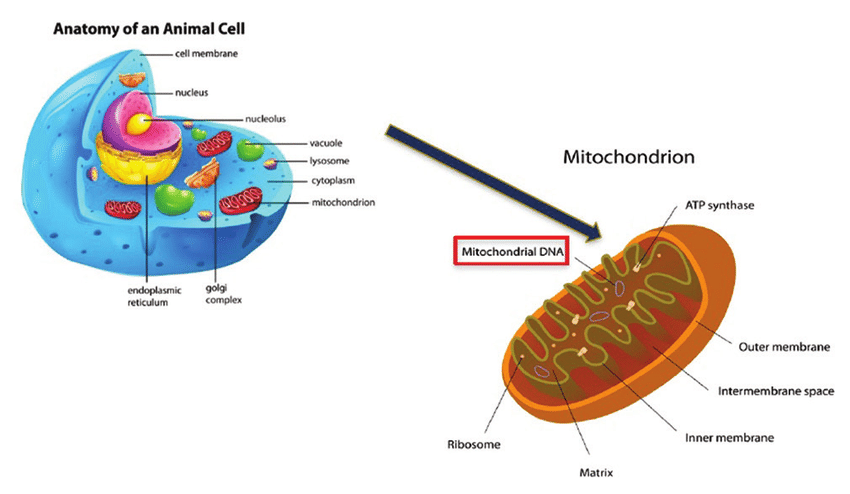 A typical cell shown in cross section with components of the cell shown, plus the structure of the mitochondria. This may be damaged in Long Covid patients.