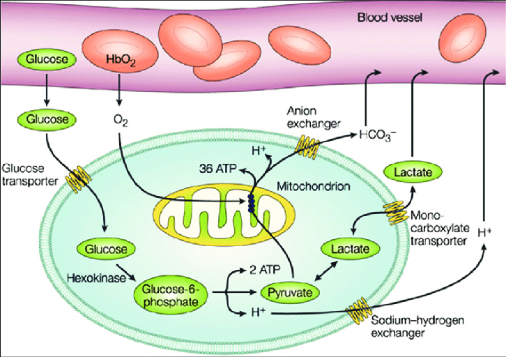 heart-rate-monitoring-for-long-covid-guide-to-long-covid